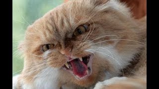 Cat-attacking-people-Compilation