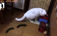Cats-scared-by-cucumbers-attachment