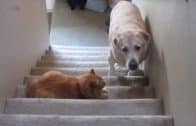 DOGS-AFRAID-OF-CATS-HD-Funny-Pets-attachment