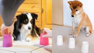 Dog-Reaction-to-Magic-Trick-Funny-Dogs-with-Magic-Tricks-attachment