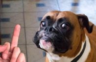 Dog-Really-Hates-Middle-Finger-Compilation-attachment