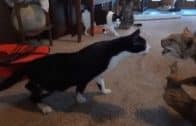Dogs-and-Cats-Scared-of-Stuffed-Toys-Compilation-attachment