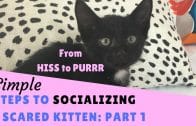 From-Hiss-to-Purrr-Steps-to-Socializing-a-Scared-Kitten-Part-1-attachment