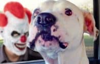 Funny-Dogs-Scared-of-Masks-Compilation-attachment