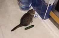 Funny-cats-scared-of-cucumbers-cat-vs-cucumber-compilation-attachment