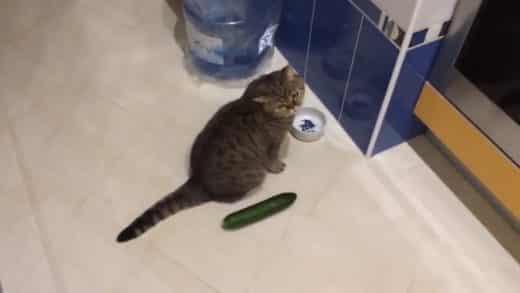 Funny-cats-scared-of-cucumbers-cat-vs-cucumber-compilation