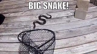 Mother39s-Day-Scare-Man-Catches-Big-Snake-Scares-Mom.-Real-Not-A-Prank