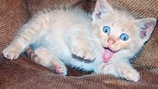 Scared-Cats-The-Best-Funny-Cat-Videos-Compilation-25-MINUTES-2014-Part-I-HD