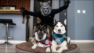 Scary-Werewolf-Prank-On-My-Huskies-attachment
