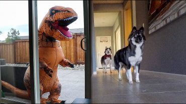 T-Rex-Burglar-PRANK-On-My-Huskies-attachment