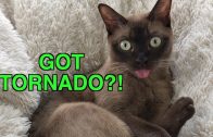 Tornado-Siren-Cat-Reacts-to-Emergency-Warning-Alert-System-Cute-amp-Funny-Cat-Blep-attachment