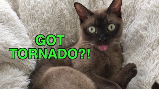 Tornado-Siren-Cat-Reacts-to-Emergency-Warning-Alert-System-Cute-amp-Funny-Cat-Blep
